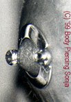 (C) '99 Body Piercing Sonja